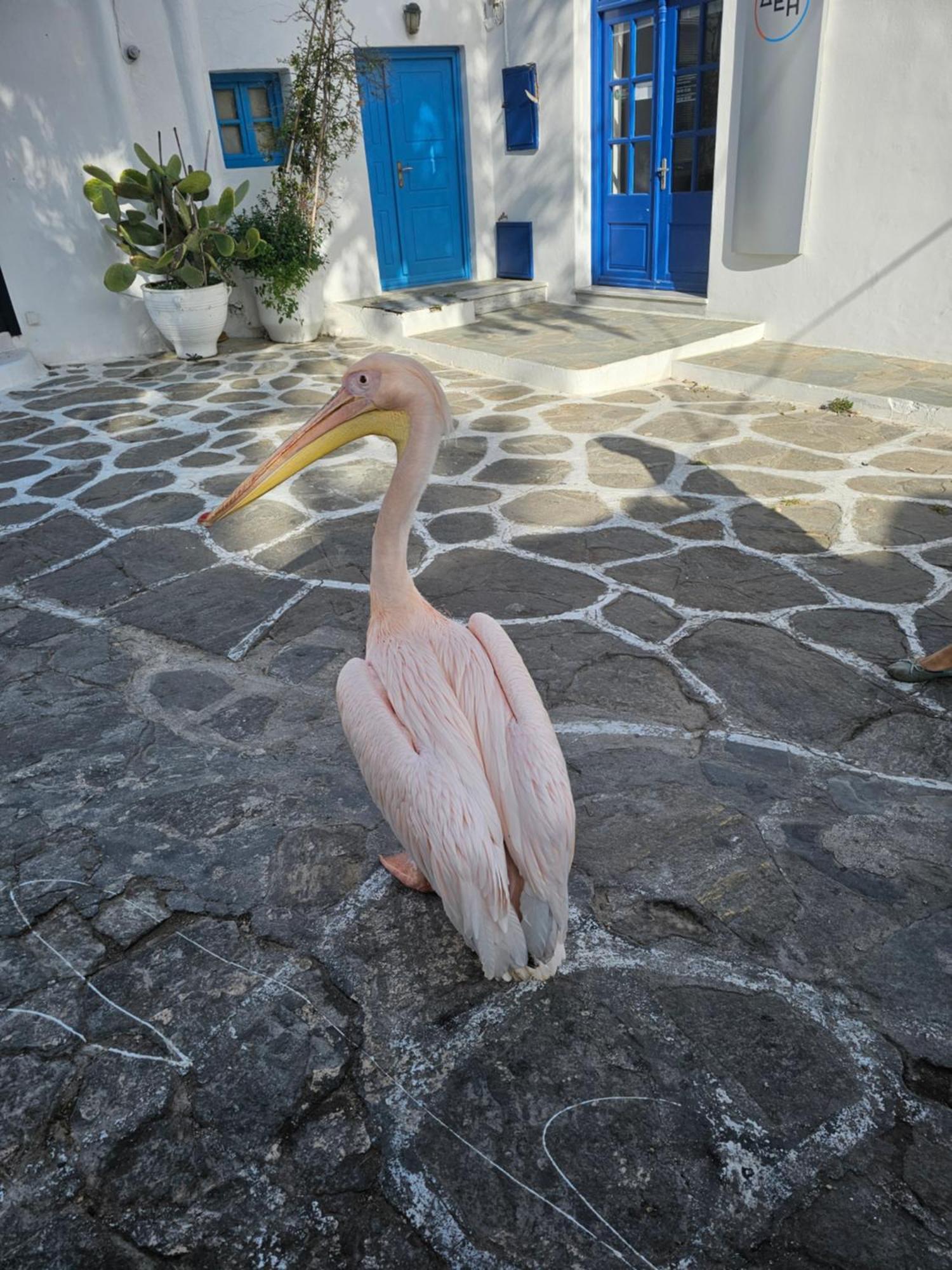 Apartamento Lalaland Mykonos Town Exterior foto